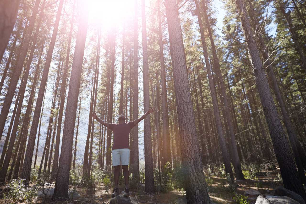 Travel News - Man enjoying sun and trees in the forest