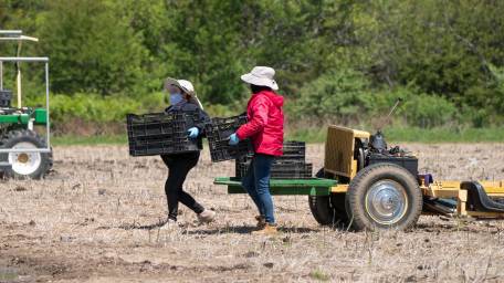 Farm workers harvest asparagus in Mattituck for Wells Farm
