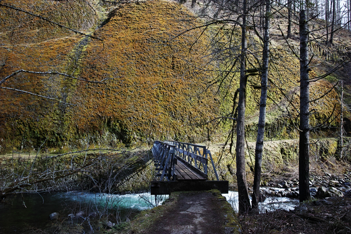 Mossy river valley