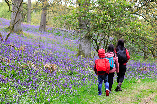 Bluebell walks