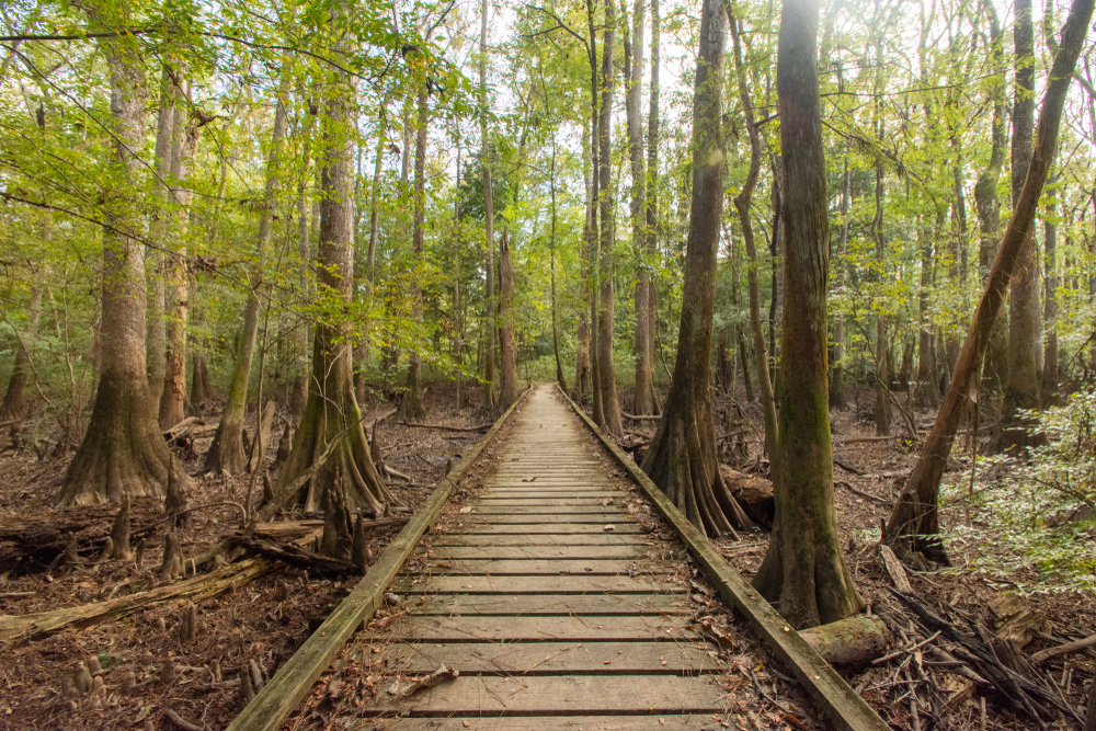 Congaree is known for two things: old-growth trees and fireflies.