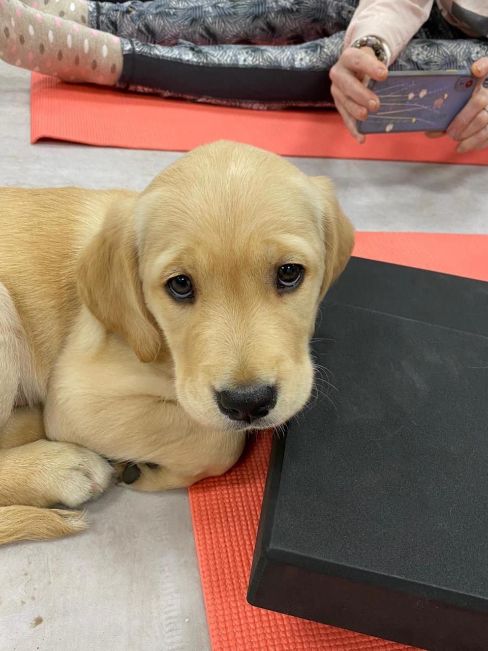 Northwich Guardian: The yoga blocks make a comfy pillow